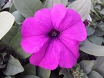 Petunia Pretty Grand Violet