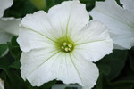 Petunia Pretty Grand White