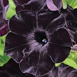 Petunia Sweetunia Black