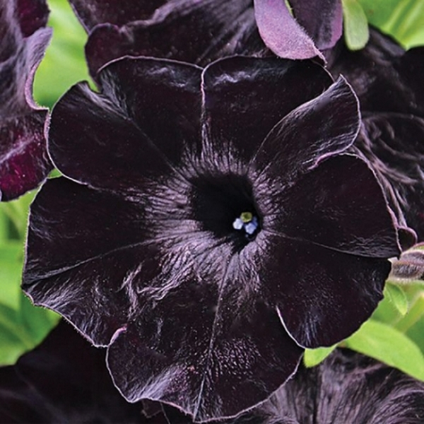 Petunia Sweetunia Black - Goode Greenhouses