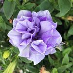 Petunia Veranda Double Lavender