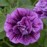 Petunia Veranda Double Sugar Plum