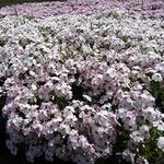 Phlox Amazing Grace
