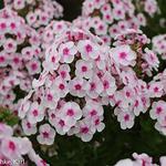 Phlox Cherry Cream