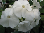 Phlox Paniculata David