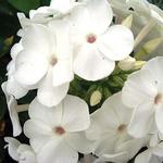 Phlox David