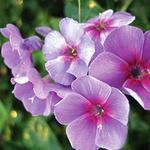 Phlox Double Hitter