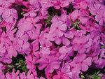 Phlox Drummon's Pink