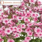 Phlox Early Series Pink