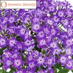 Phlox Early Series Purple Eye