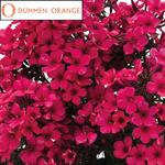 Phlox Early Series Red