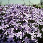 Phlox Emerald Blue