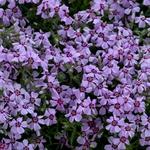 Phlox Eye Candy