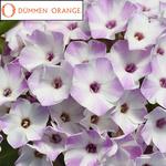 Phlox Flame Lilac Star