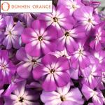 Phlox Flame Pro Violet Charme