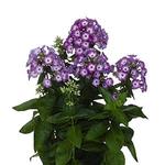 Phlox Flame Purple Eye