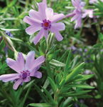 Phlox Fort Hill