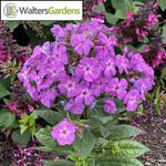 Phlox Garden Girls Cover Girl