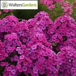 Phlox Garden Girls Material Girl