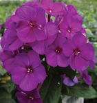 Phlox Paniculata Nicky