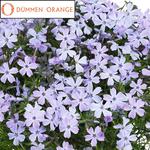 Phlox Spring Blue
