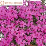Phlox Spring Pink