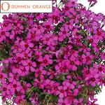 Phlox Spring Scarlet