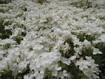 Phlox White