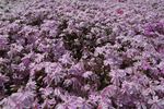 Phlox Candy Stripes