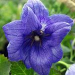 Platycodon Double Blue Hakone