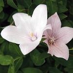 Platycodon Florist Pink