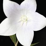 Platycodon Florist White