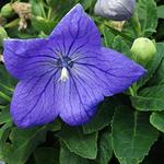 Platycodon Sentimental Blue