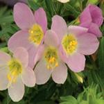 Polemonium Apricot Delight