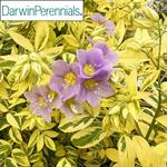 Polemonium Golden Feathers