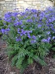 Polemonium Purple Rain Strain