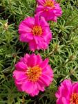 Portulaca Sundial Fuchsia