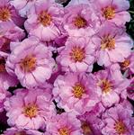 Portulaca Sundial Pink