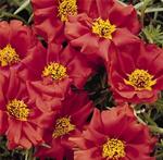 Portulaca Sundial Scarlet