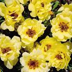 Portulaca Sundial Yellow
