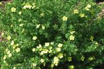 Potentilla Dakota Sunspot