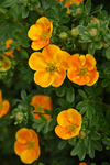 Potentilla First Editions® Mandarin Tango