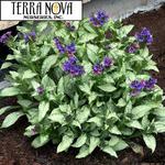 Pulmonaria Silver Scimitar