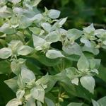Pycnanthemum Blunt Mountain Mint