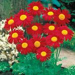 Pyrethrum James Kelway