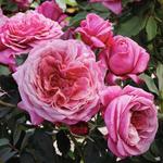 Rose Floribunda Queen of Elegance
