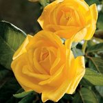 Rose Grandiflora Radiant Perfume