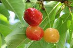 Cherry Rainier Sweet Cherry