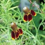 Ratibida Red Mexican Hat