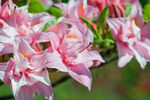 Rhododendron First Editions® Electric Lights Double Pink